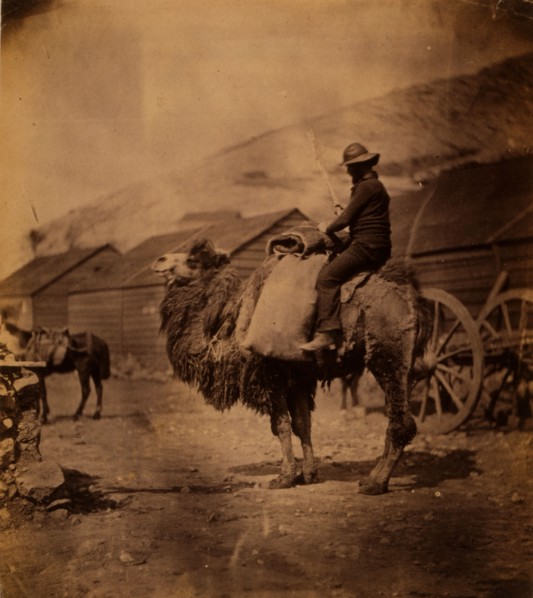 Dromedary, Crimean War, 1853-1856, Roger Fenton historic war campaign photo