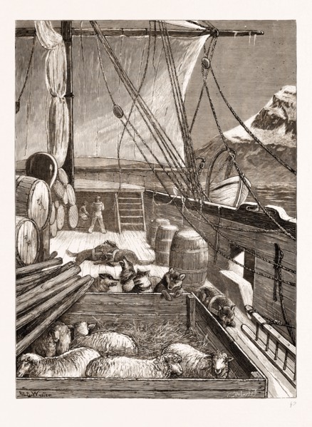 THE ARCTIC EXPEDITION: ESQUIMAUX DOGS ON THE DECK OF THE "ALERT", 1876