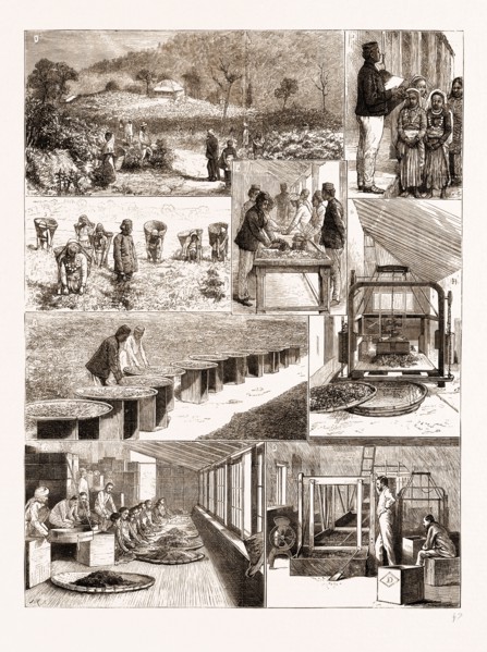 TEA CULTIVATION IN BRITISH INDIA, 1876: 1. Ging Tea Plantation, Darjeeling. 2. Weighing the Leaf. 3