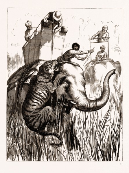 THE PRINCE OF WALES HUNTING IN THE TERAI: ONE OF THE SUITE AT CLOSE QUARTERS, 1876