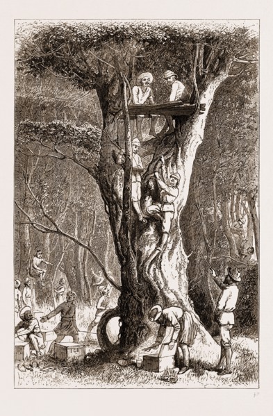 THE PRINCE OF WALES HUNTING IN THE TERAI: UP A TREE: WILD ELEPHANTS EXPECTED, 1876