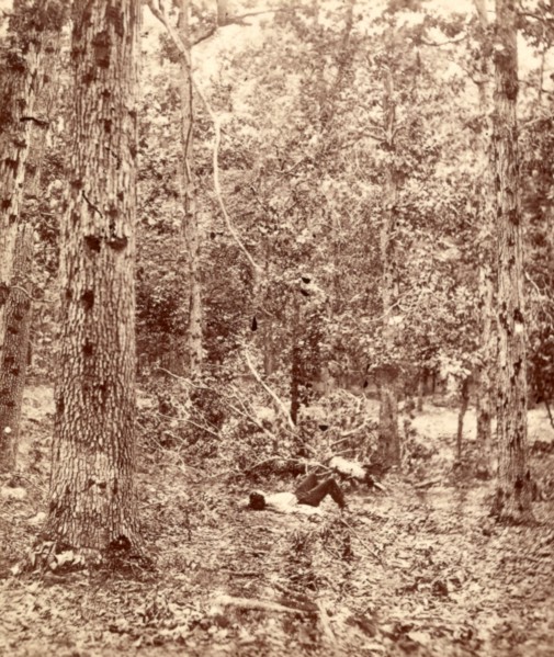 Wounded trees at Gettysburg, US, USA, America, Vintage photography