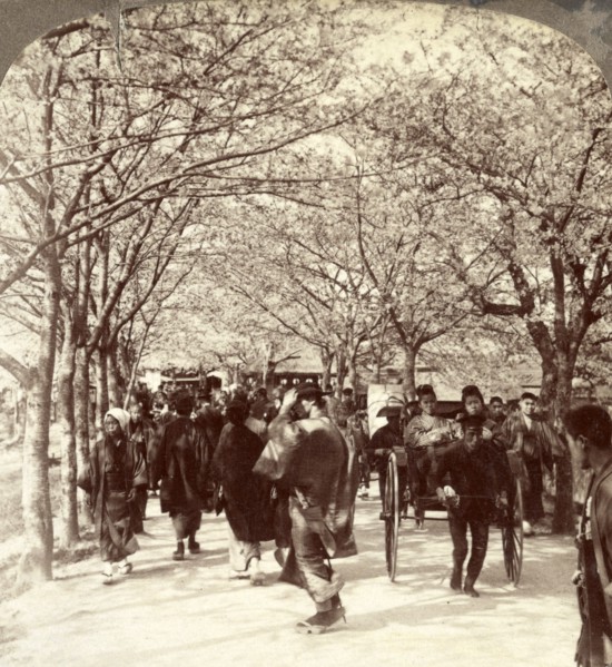 A canopy of cherry blossoms over beautiful Mukojima Avenue, (north), Tokyo, Japan, Vintage