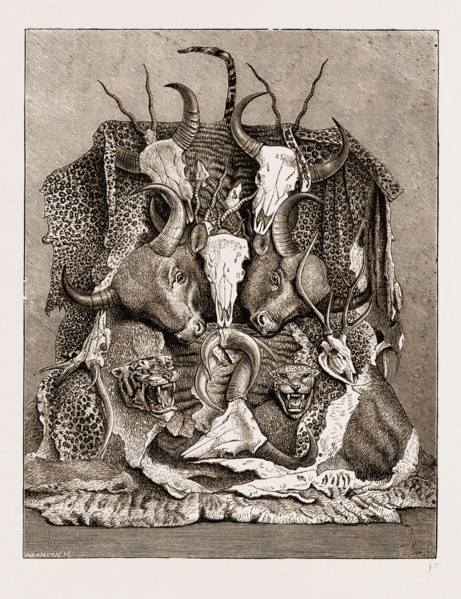 THE WILD GAME OF ASIA, HUNTING TROPHIES, 1876; ANTLERS