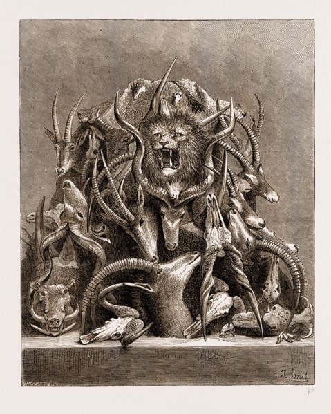 THE WILD GAME OF AFRICA, HUNTING TROPHIES, 1876; ANTLERS