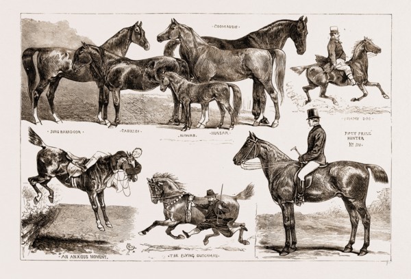 THE HORSE SHOW AT THE AGRICULTURAL HALL, ISLINGTON, LONDON, UK, 1876