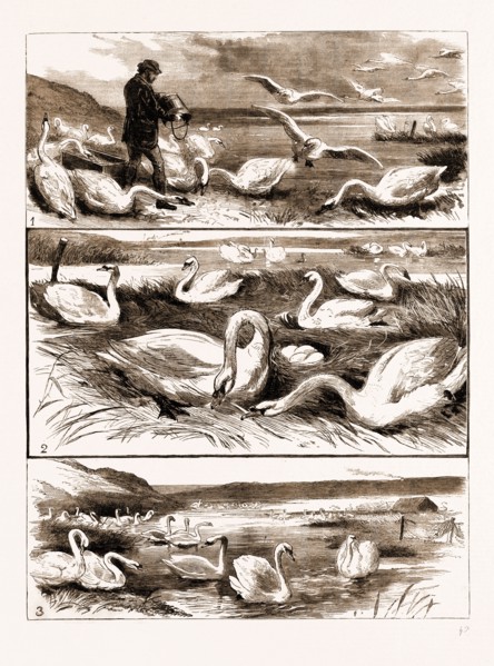LORD ILCHESTER'S SWANNERY, ABBOTSBURY, DORSET, UK, 1883: 1. Feeding the Swans. 2. Swans Nesting. 3.
