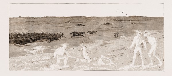 TAKING FAT CATTLE TO MARKET--A STAMPEDE