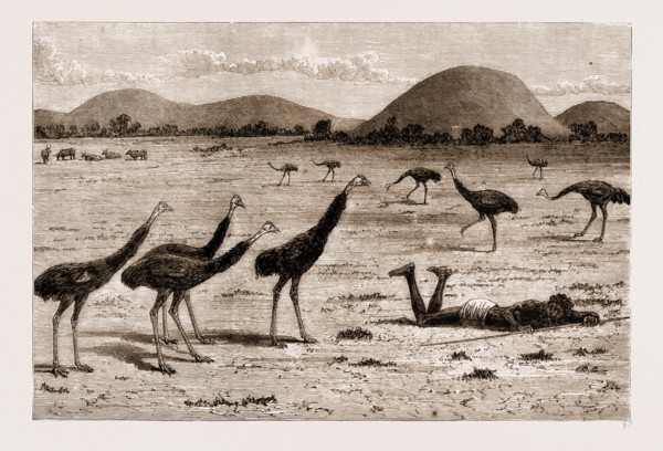 A NATIVE BLACK STALKING EMEU, NEW SOUTH WALES, AUSTRALIA, 1883