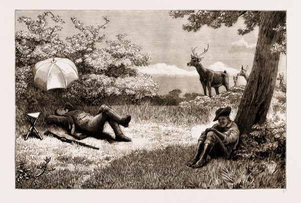 STAG-DRIVING IN MAURITIUS: A LOST OPPORTUNITY, 1883