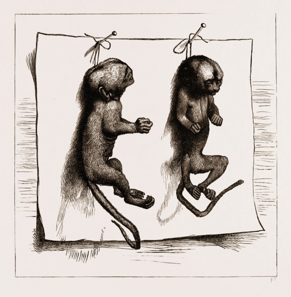 TWO YOUNG MARMOZETS, THE FIRST EVER BRED IN EUROPE, 1883