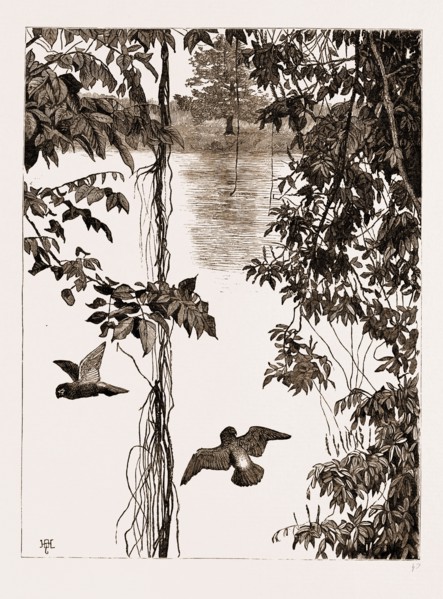 PHILODENDRON ROOTS AND CREEPER ON THE RIVER QUANZA, AFRICA, 1883