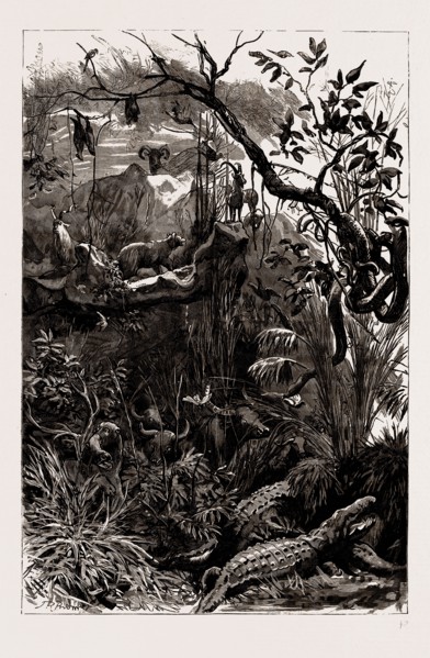 THE INDIAN SECTION OF THE COLONIAL AND INDIAN EXHIBITION, 1886: THE JUNGLE