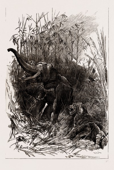 THE INDIAN SECTION OF THE COLONIAL AND INDIAN EXHIBITION, 1886: THE TROPHY OF KOOCH BEHAR: FIGHT