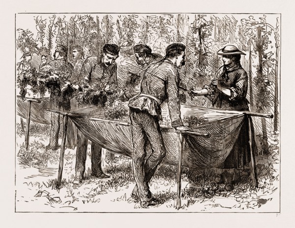 HOP-PICKING AT ALDERSHOTâ€îA MILITARY FLIRTATION, UK, ENGRAVING 1873