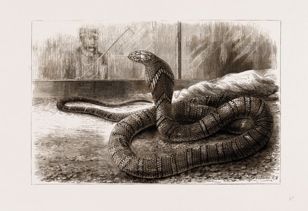 THE NEW SNAKE-EATING SNAKE (OPHIOPHAGUS ELAPS) AT THE ZOOLOGICAL GARDENS, LONDON, UK, 1875