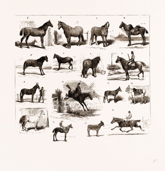 HORSE SHOW AT MANCHESTER, UK, 1875