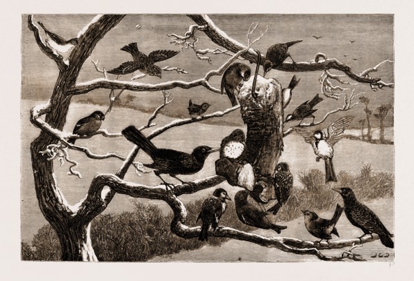 THE LATE FROST, UK, 1881: OUT-DOOR RELIEF