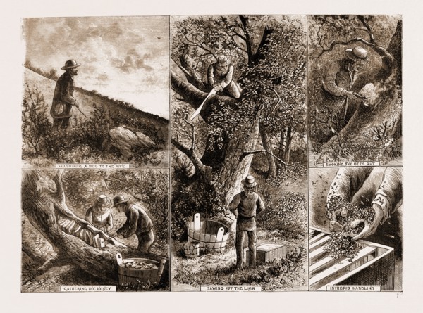 BEE-KEEPING IN CALIFORNIA, U.S.A., U.S., US, USA, UNITED STATES, UNITED STATES OF AMERICA, AMERICA,