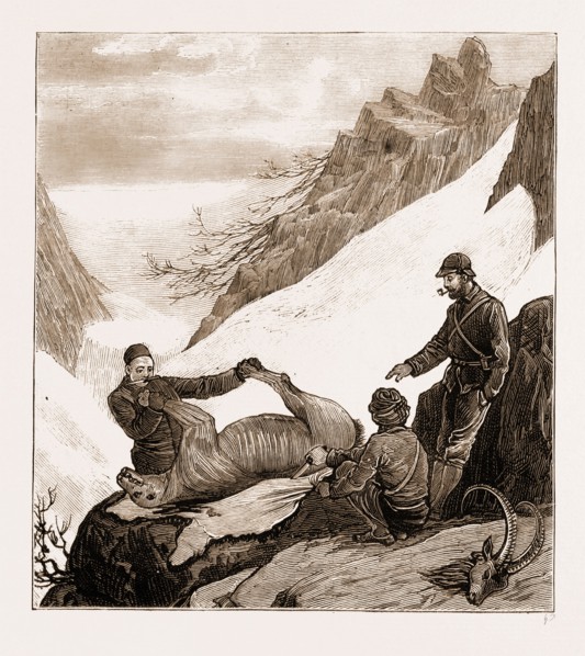 SPORT IN KASHMIR: SKINNING A SNOW BEAR, 1881