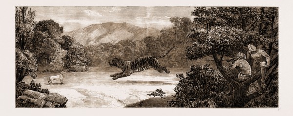SPORT IN KASHMIR: TIGER SHOOTING FROM A "MACHAN", 1881
