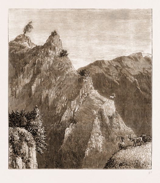 SPORT IN KASHMIR: THE IBEX AT HOME, 1881