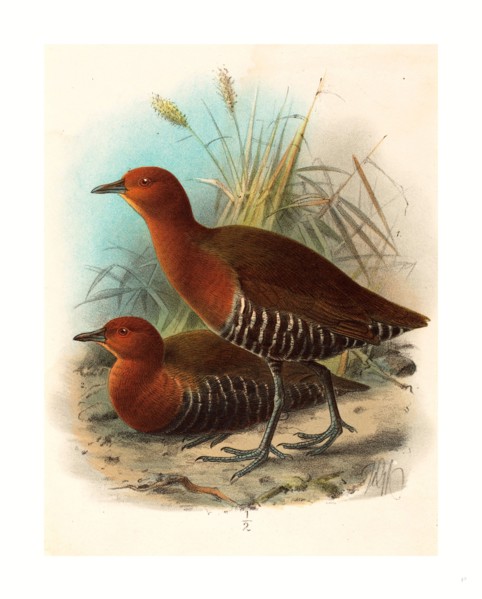 John Gerrard Keulemans (British, active 19th century ), Birds of Philippines, color lithograph