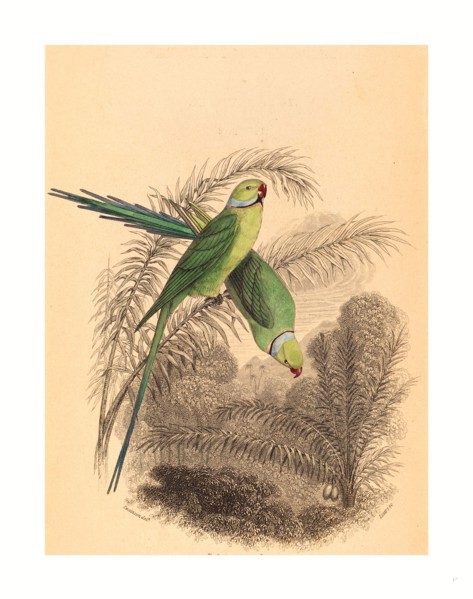 William Home Lizars after William Swainson (Scottish, 1788  1859 ), Red Ringed Parrakeet, colored