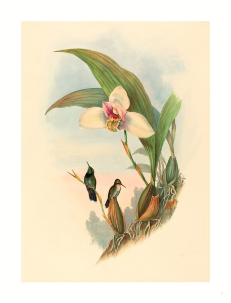 John Gould and H.C. Richter (British, 1804  1881 ), Myiabeillia typica (Abeille's Hummingbird),