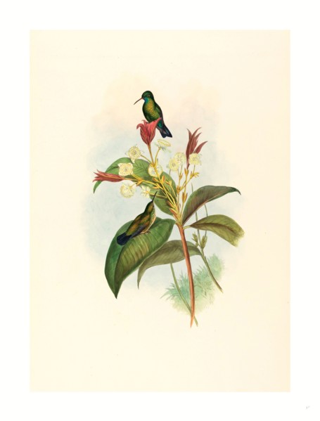 John Gould and H.C. Richter (British, 1804  1881 ), Eucephala caerulea (Blue-chinned Sapphire),