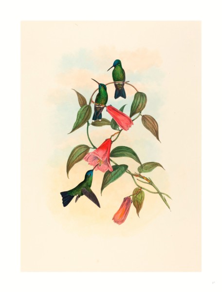 John Gould and H.C. Richter (British, 1804  1881 ), Eucephala smaragdocaerulea (Gould's Wood