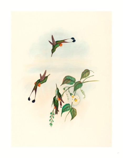 John Gould and H.C. Richter (British, 1804  1881 ), Spathura rufocaligata (Red-booted Racket Tail),