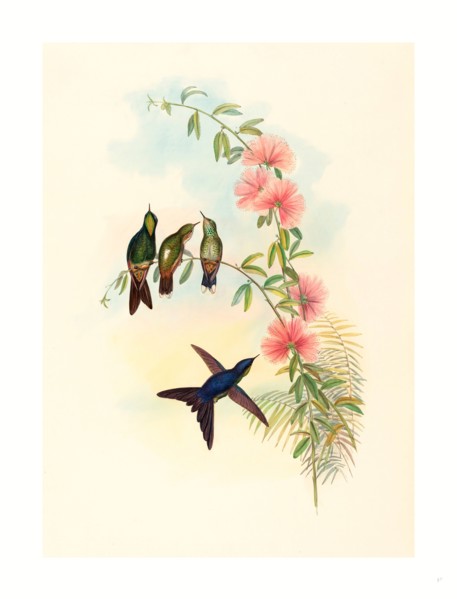 John Gould and H.C. Richter (British, 1804  1881 ), Ramphomicron microrhyncha (Small billed