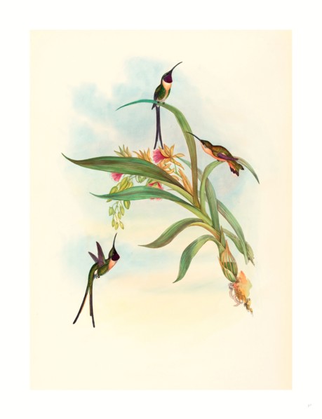 John Gould and H.C. Richter (British, 1804  1881 ), Tharmastura enicura (Slender Shear-Tail), hand