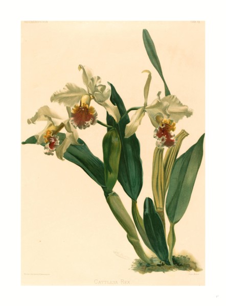 Gustav Leutzsch after Henry George Moon (German (?), active 19th century ), Cattleya Rex,