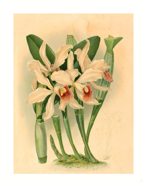 Joseph Mansell after Walter Hood Fitch (British, active 19th century ), Laelia Euspatha, , color