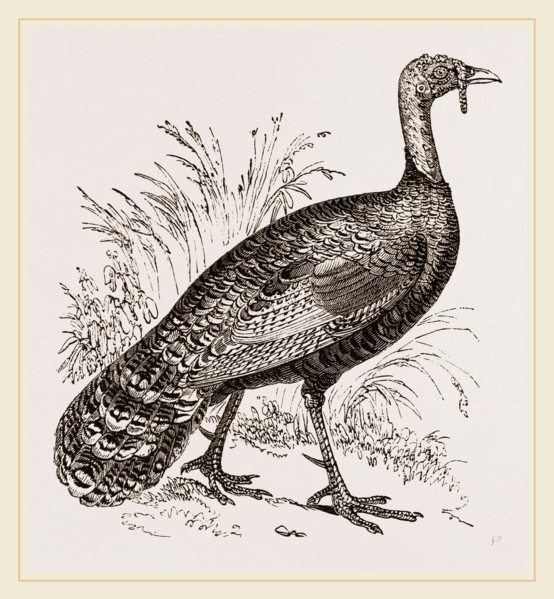 Honduras Turkey