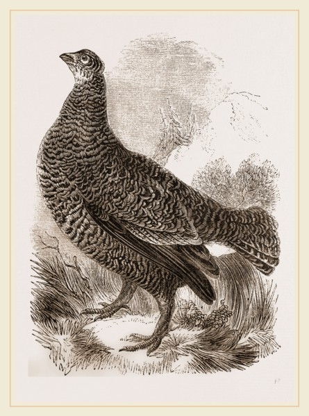 Black Grouse Female