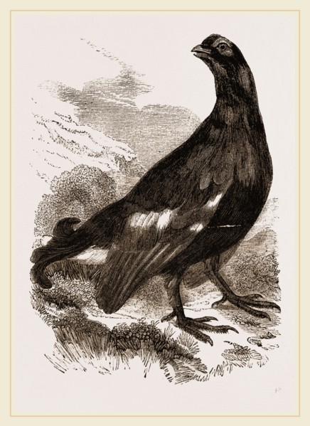 Black Grouse Male