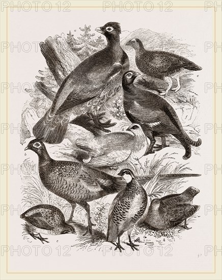 Group of Game