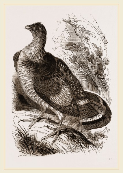 Ruffed Grouse