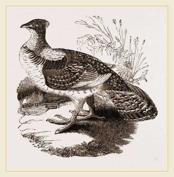 Ruffed Grouse
