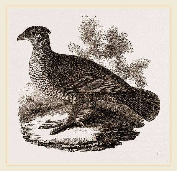 Dusky Grouse