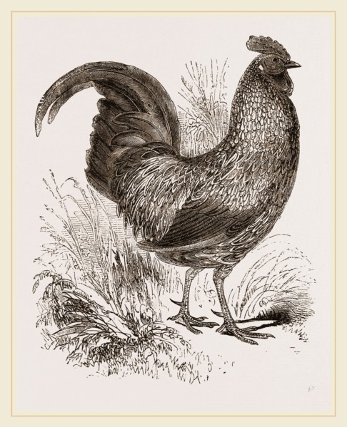 Sonnerat's Jungle-Fowl Male