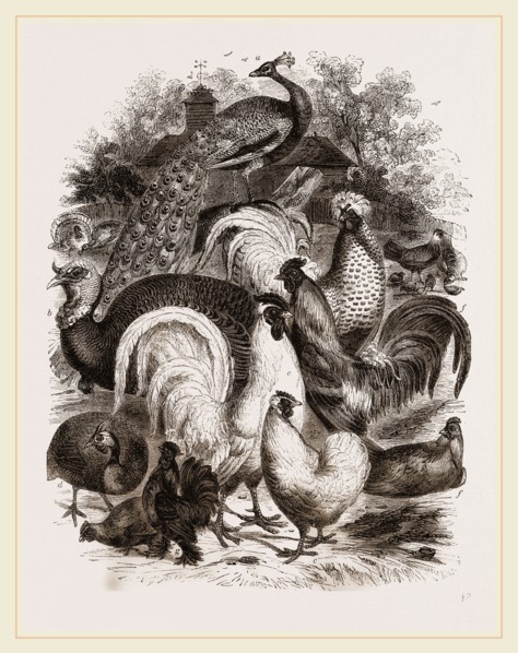 Group of Domestic Poultry