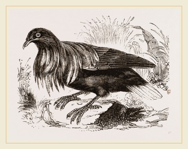 Nicoliar Pigeon