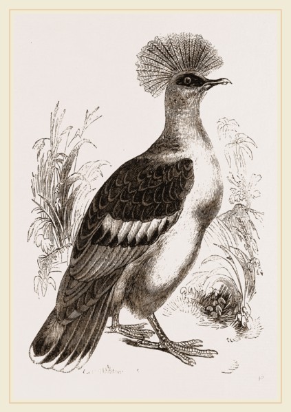 Crowned Pigeon
