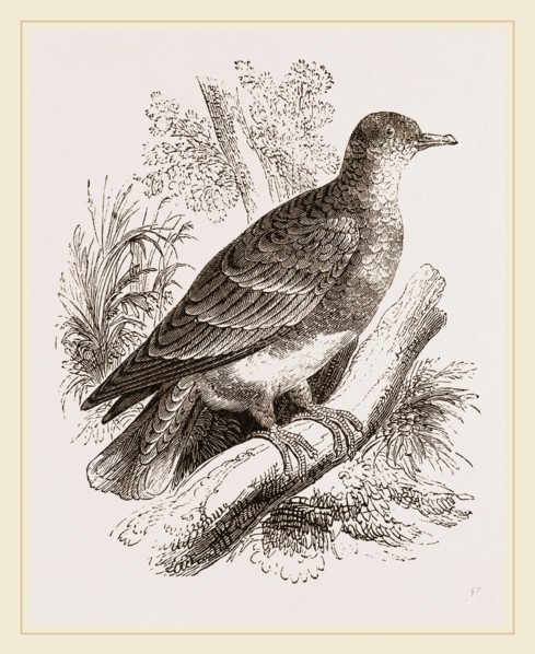 Manasope Pigeon