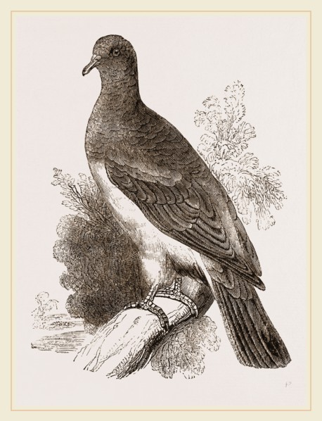 Chestnut-shouldered Pigeon