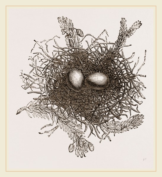 Nest of Turtle Dove